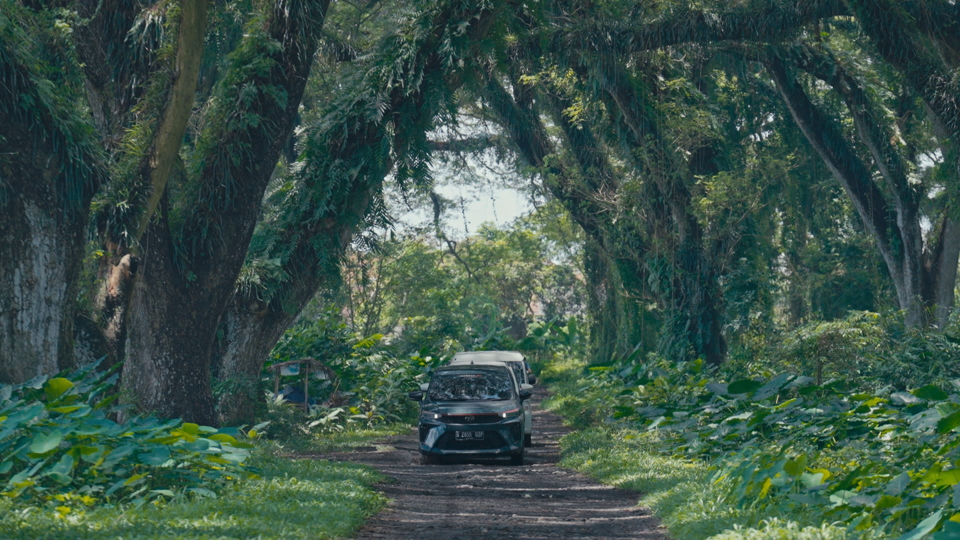 Eksplorasi Trans Jawa oleh Daihatsu ketika melewati De Djawatan Forest, Banyuwangi, Jawa Timur.jpg