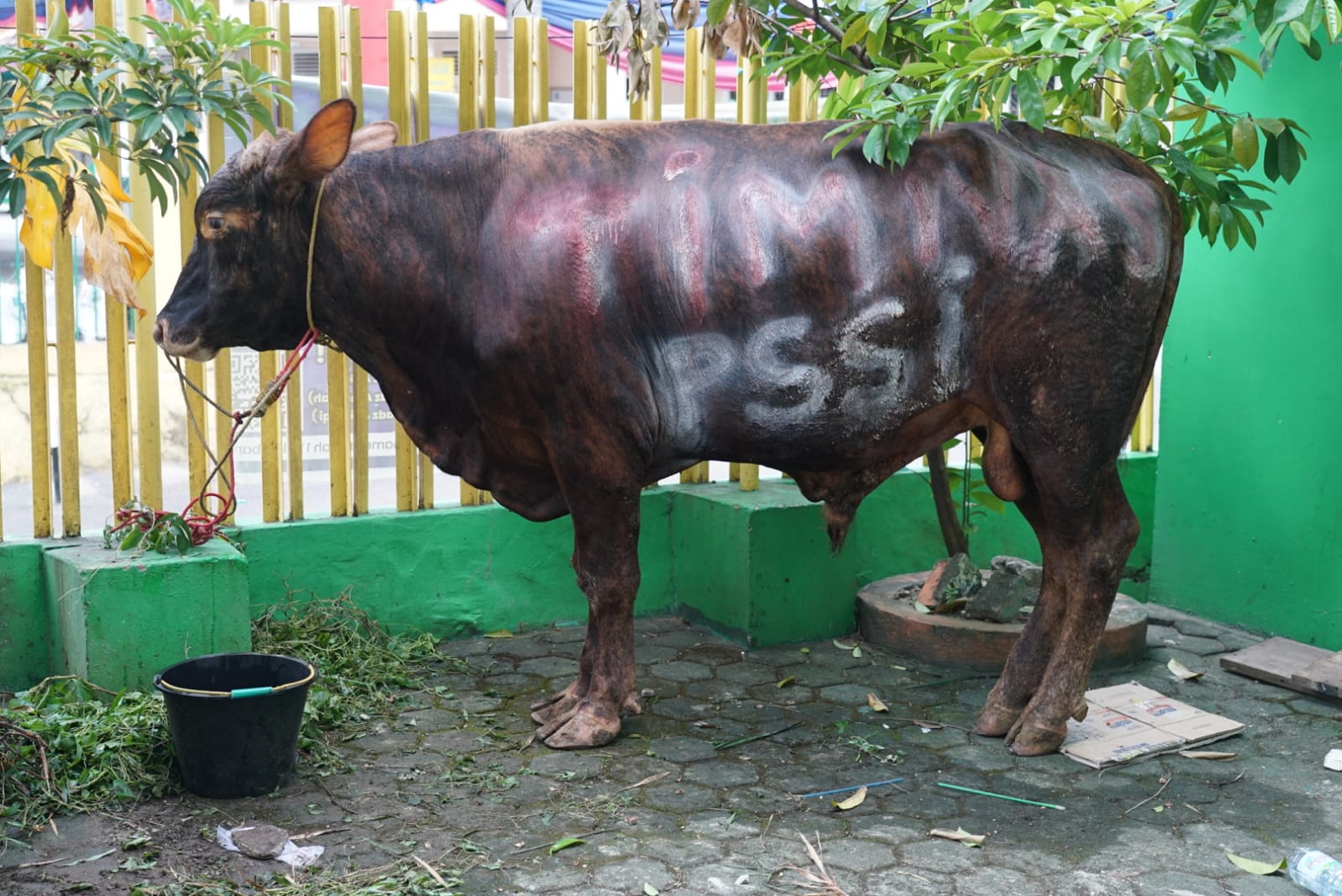 sapi.jpg